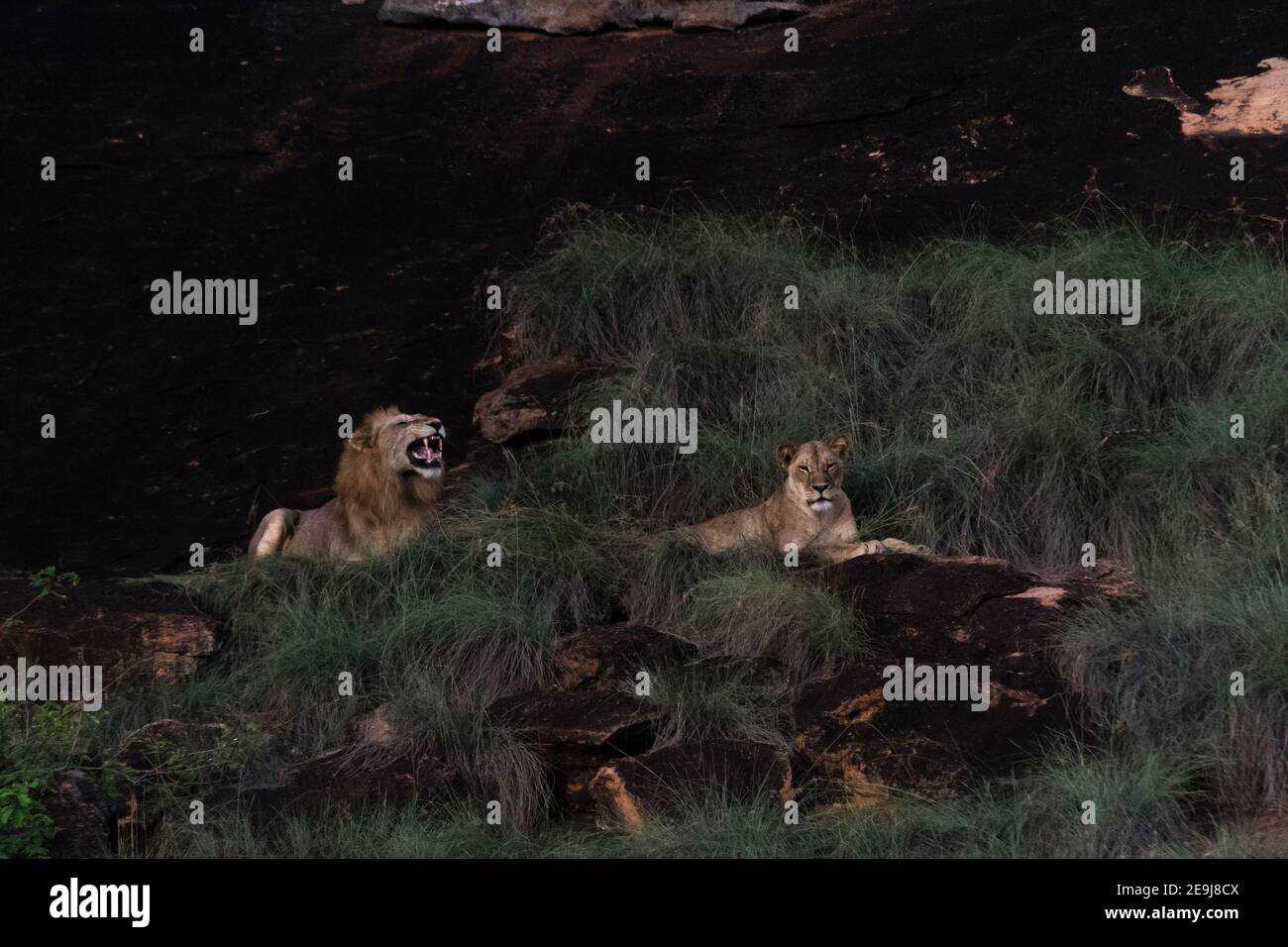 Un couple de lions, Panthera leo, au crépuscule sur un kopje connu sous le nom de Lion Rock dans la réserve de Lualenyi, Tsavo, Kenya. Banque D'Images