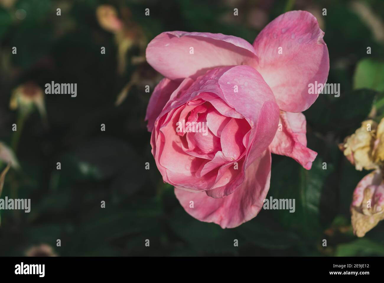 Fleur rose avec gouttes de pluie sur elle, arrière-plan flou Banque D'Images