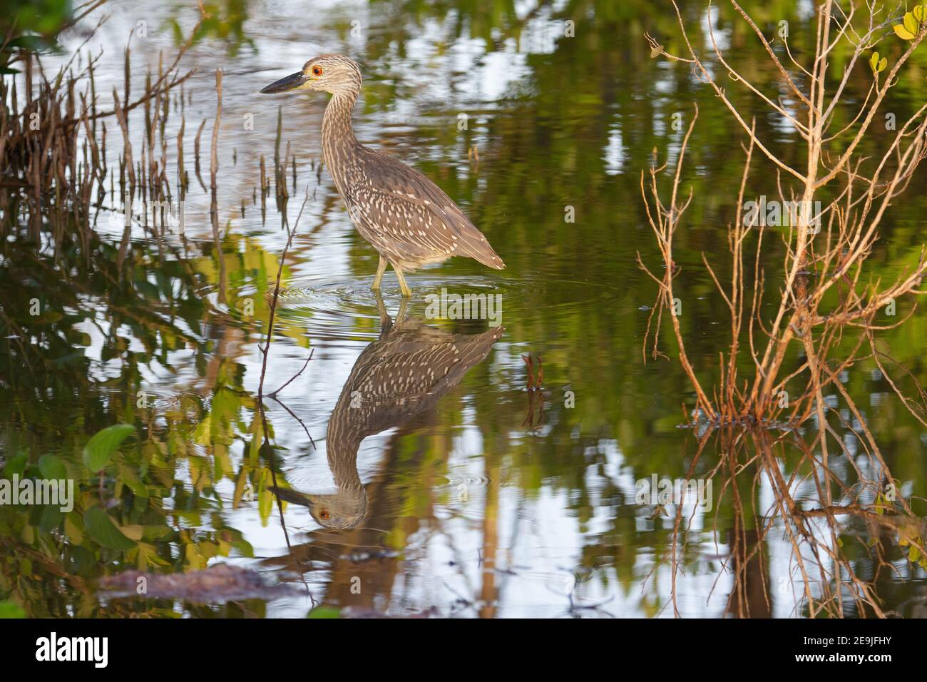 Héron de nuit à couronne noire (Nycticorax nycticorax) héron de nuit couronné noir barboter dans l'eau avec reflet de arbres et ciel bleu Banque D'Images