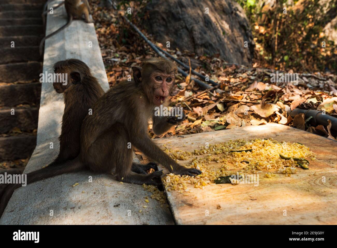 Jeune Sri Lanka Macaca Sinica Monkey, manger du riz frit. Gros plan. Banque D'Images