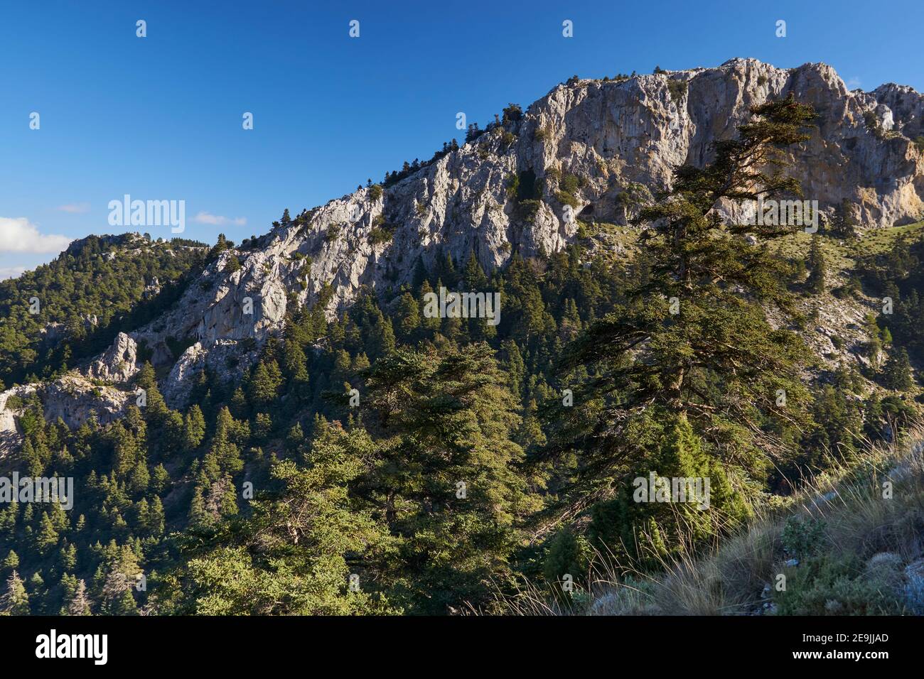 Yunquera pinsapar (abies pinsapo) dans le parc national de la Sierra de las Nieves à Malaga. Andalousie, Espagne Banque D'Images