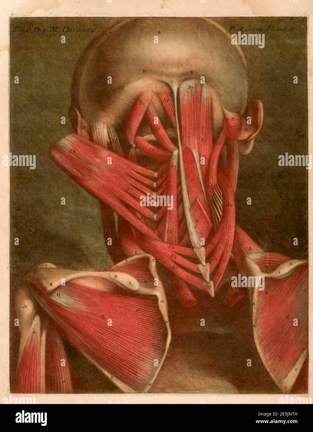 Anatomie humaine l'essai d'anatomie a été produit par Gautier d'Agoty en 1745 à Paris, France. Il s'agit d'un atlas remarquablement détaillé de la tête, du cou et de l'épaule du corps humain avec un texte explicatif en français. Les images anatomiques ont été basées sur des cadavres humains disséqués par Joseph Duverney (1) et produits à l'aide de la méthode mezzotint de gravure et d'impression. L'impression de gravure Mezzotint a été inventée par Jaques Christophe le Bton en 1719. Les tirages Mezzotint (de l'expression italienne 'mezza tina' ou 'demi-ton') sont produits par la gravure d'une plaque métallique avec de nombreux petits trous qui Hol Banque D'Images