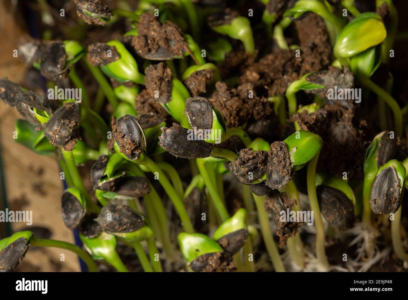 Photo macro de la racine, rhizoïde des graines de tournesol. Semis de tiges, Banque D'Images