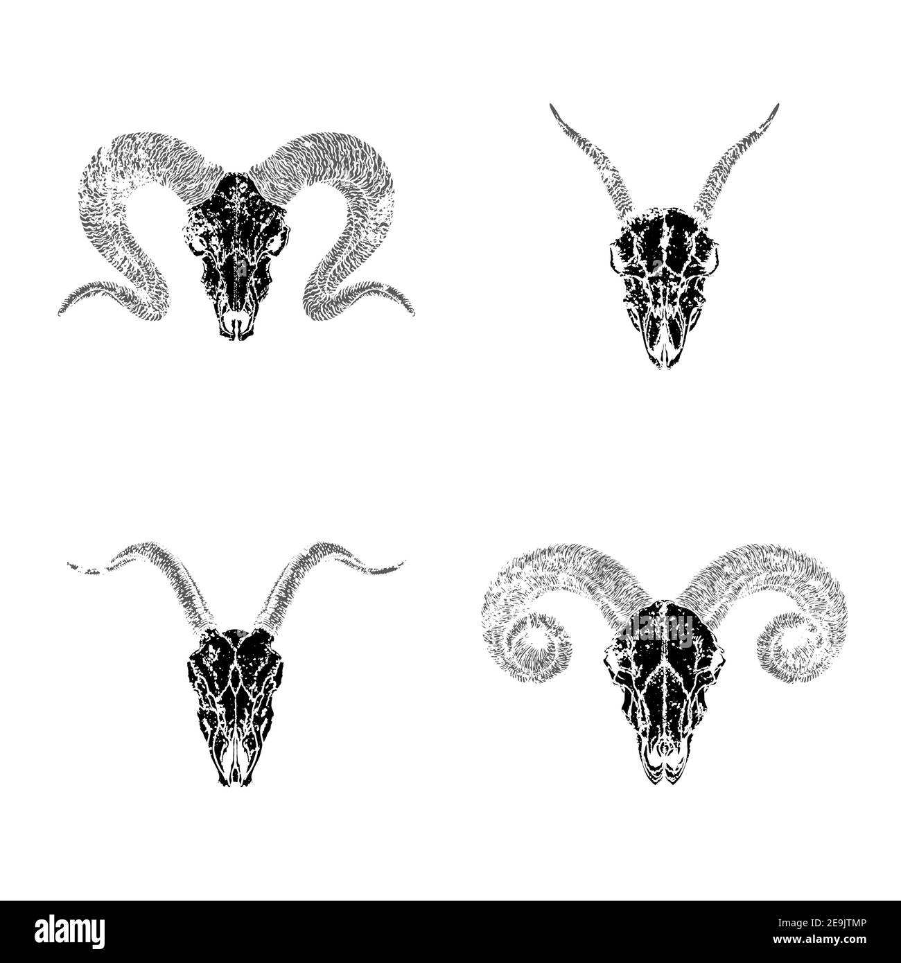 Ensemble vectoriel de crânes dessinés à la main d'animaux cornés : chèvres et béliers sur fond blanc. Silhouettes noires à texture grunge. Pour la conception, l'impression, le Illustration de Vecteur