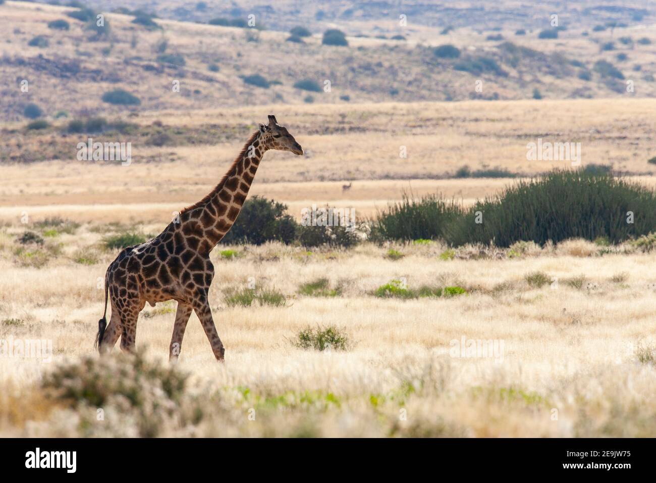 Girafe (Giraffa camelopardalis). Un mammifère d'ongulé africain à bout égal, le plus grand animal terrestre vivant et le plus grand ruminant. Damaraland, Na Banque D'Images