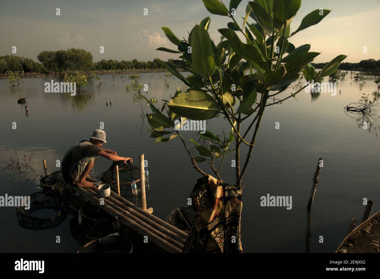 Un homme qui s'occupe de son installation aquacole a placé sur une zone de restauration de mangrove dans la zone côtière de Jakarta, en Indonésie. Banque D'Images