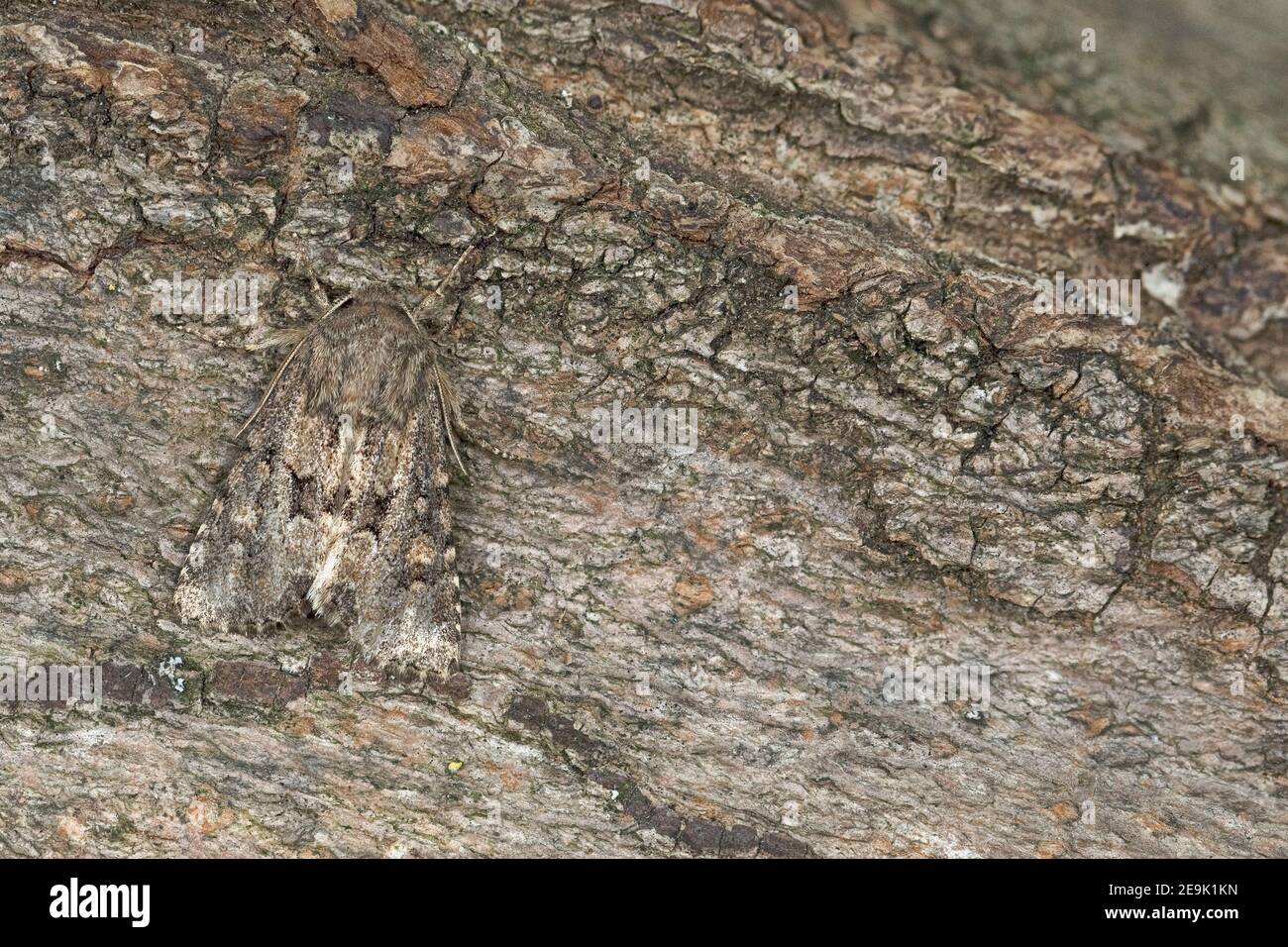 Papillon rustique (Luperina testacea) Banque D'Images