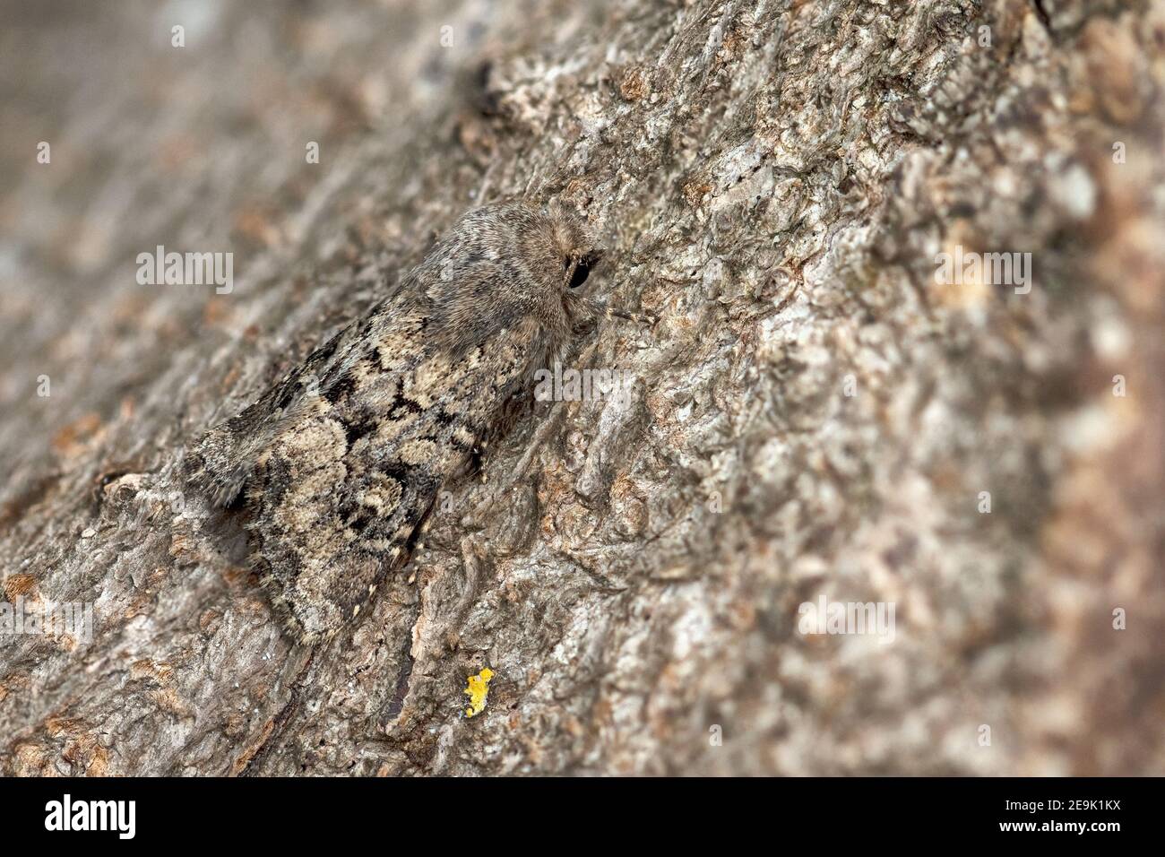 Papillon rustique (Luperina testacea) Banque D'Images