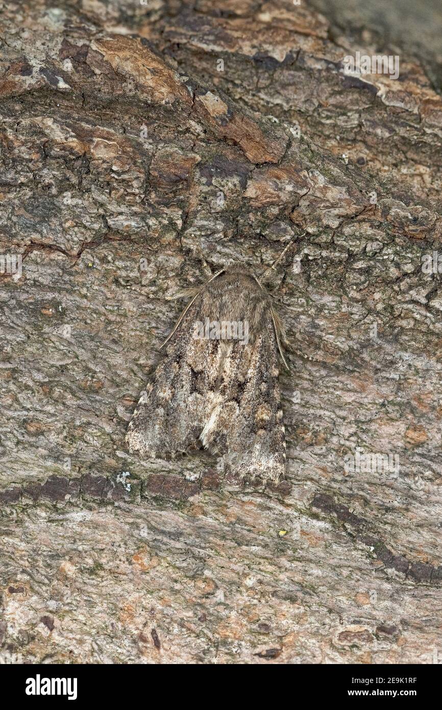 Papillon rustique (Luperina testacea) Banque D'Images