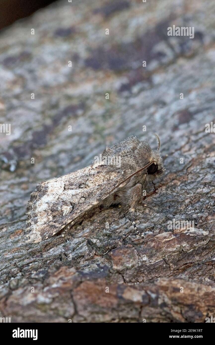 Papillon rustique (Luperina testacea) Banque D'Images