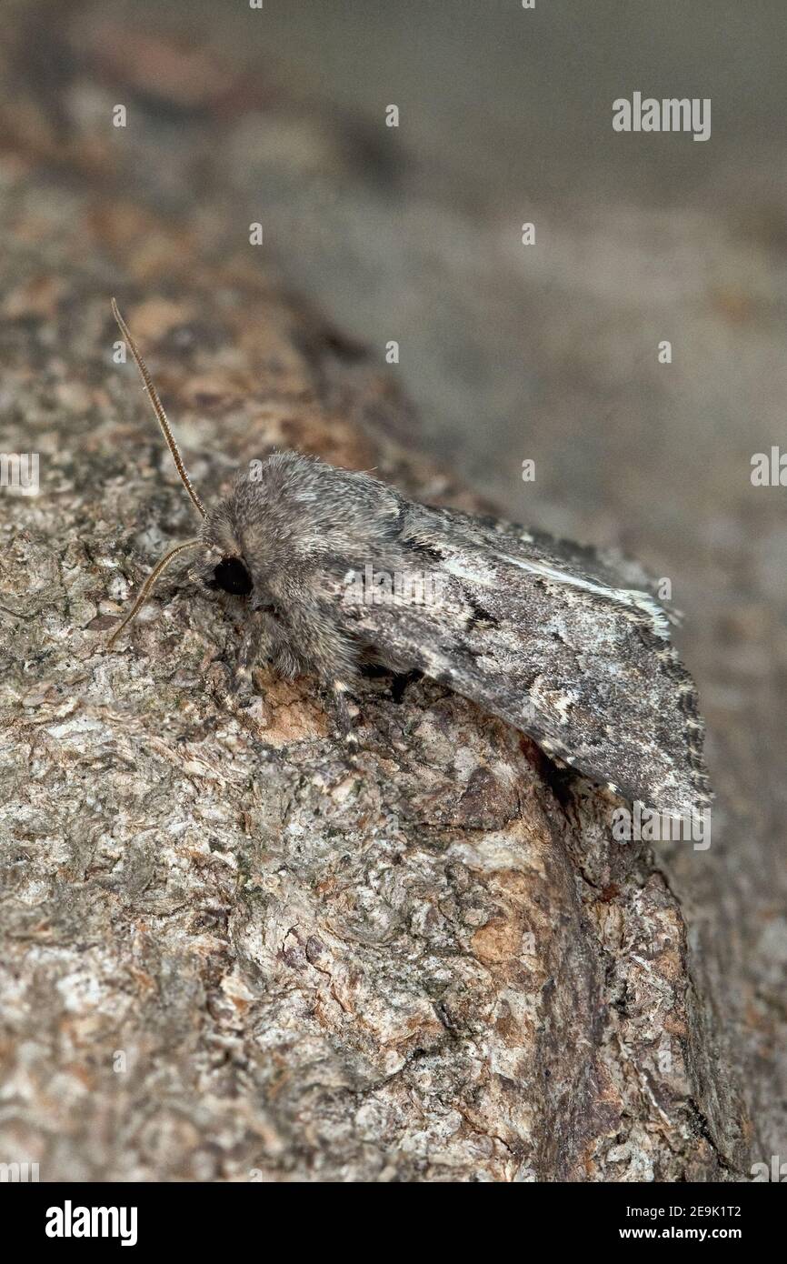 Papillon rustique (Luperina testacea) Banque D'Images