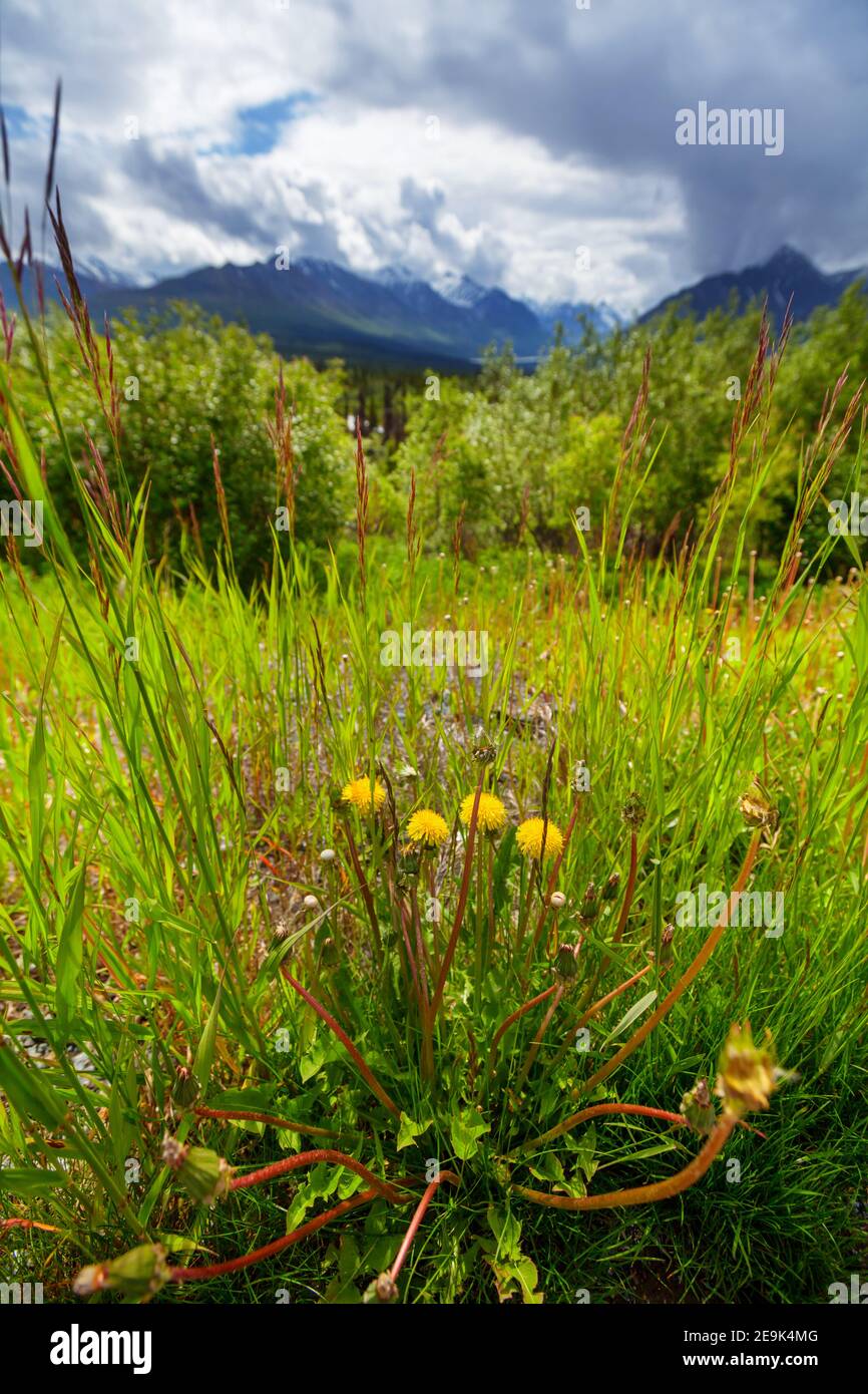 Paysages arctiques-fleurs pré en Alaska à la saison estivale Banque D'Images