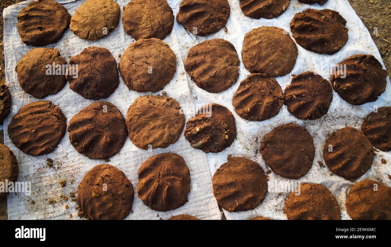 Processus de séchage des gâteaux de fumier de vache au soleil. De superbes gâteaux ronds sur le papier pour un séchage à sec. Banque D'Images
