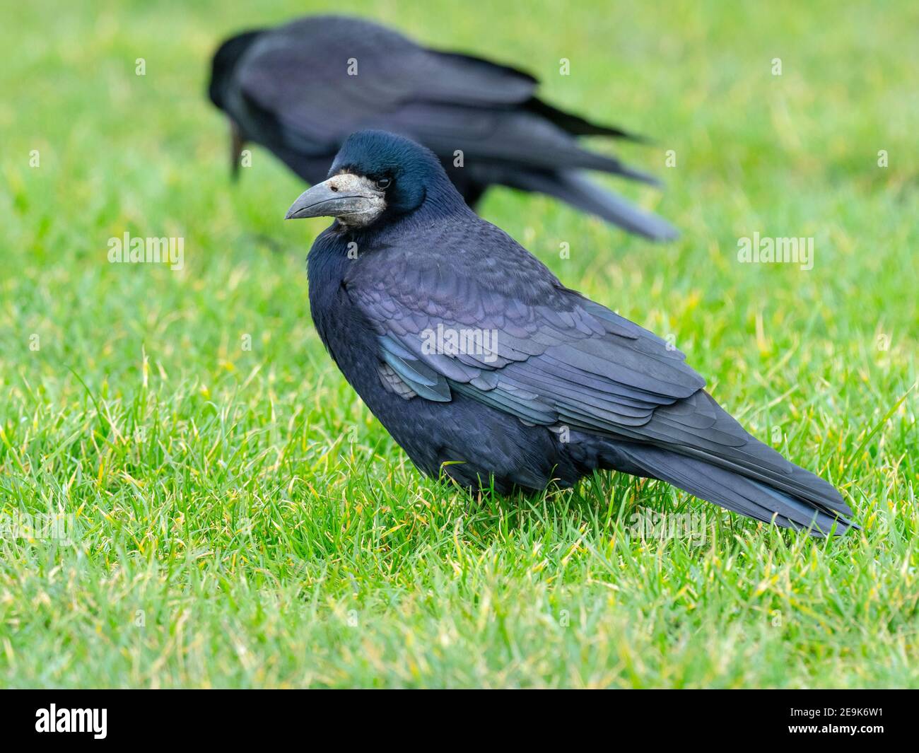 Les corbeaux freux Corvus frugilegus se nourrir dans les prairies east coast Norfolk Banque D'Images