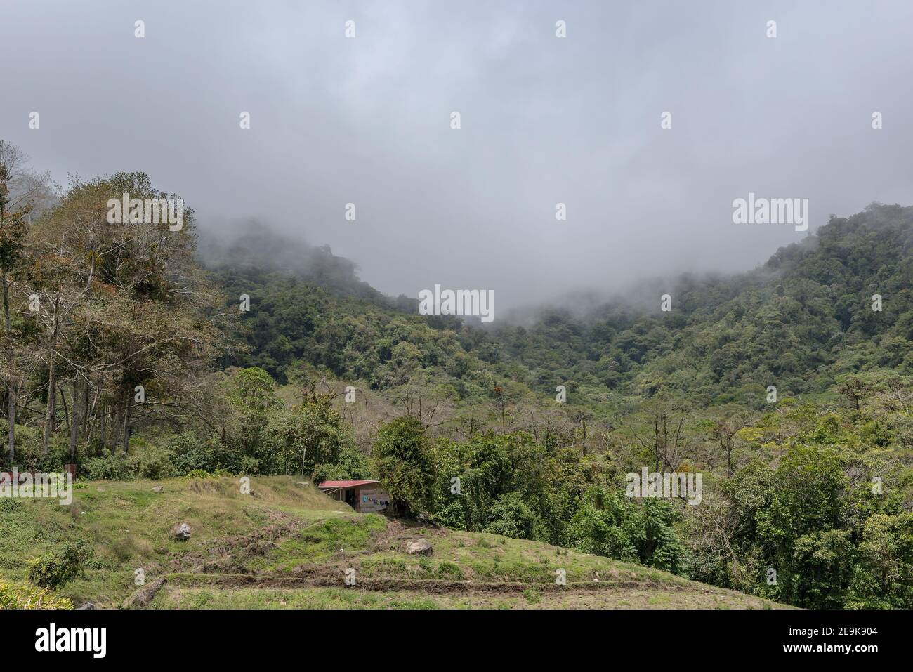 La forêt tropicale dans le parc national du Volkan Baru, Panama Banque D'Images