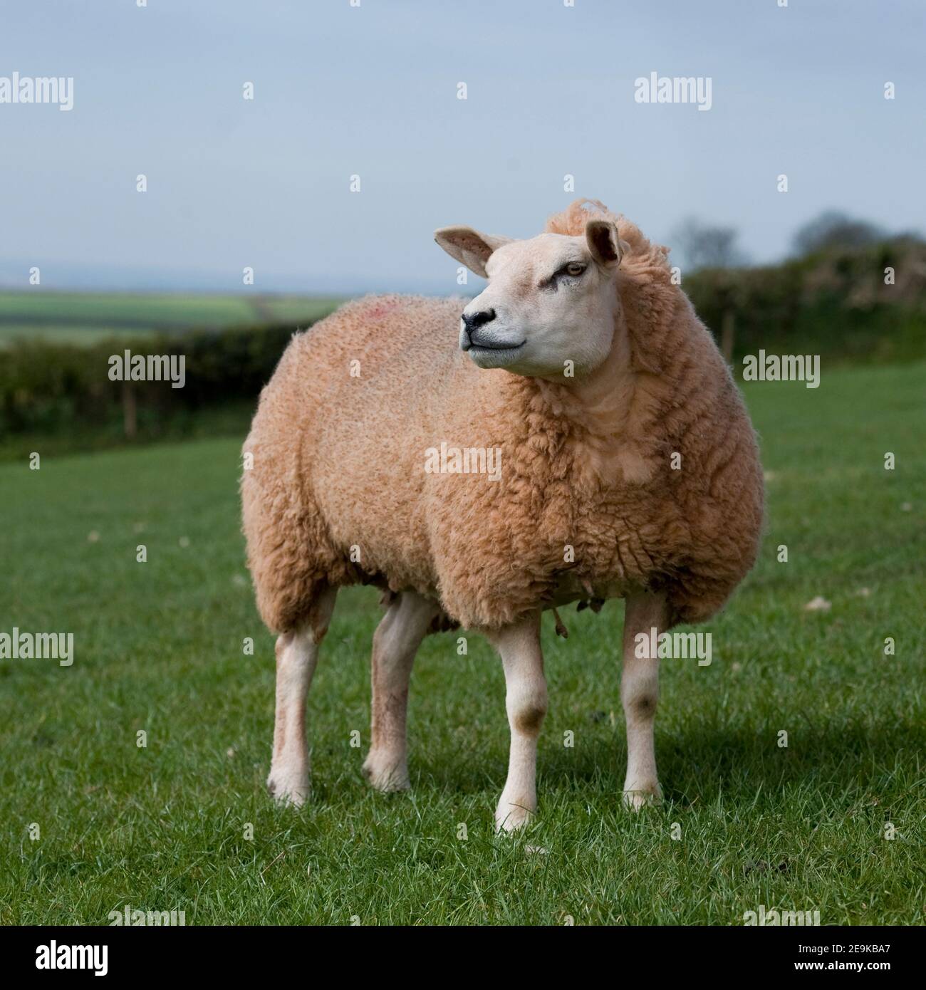 mouton pedigree texel Banque D'Images