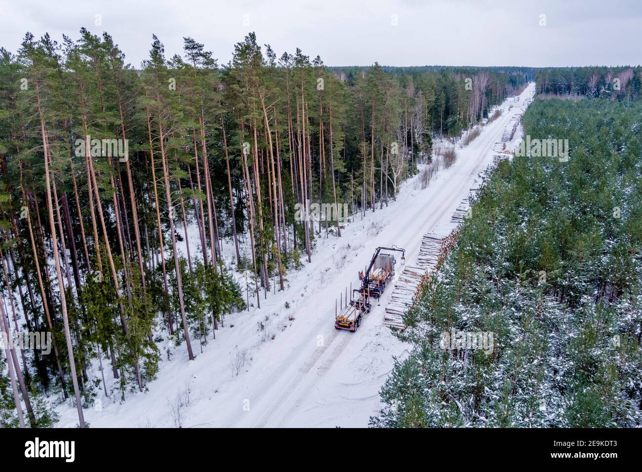 Grue dans la forêt de pins chargement des grumes dans le camion pour transport Banque D'Images