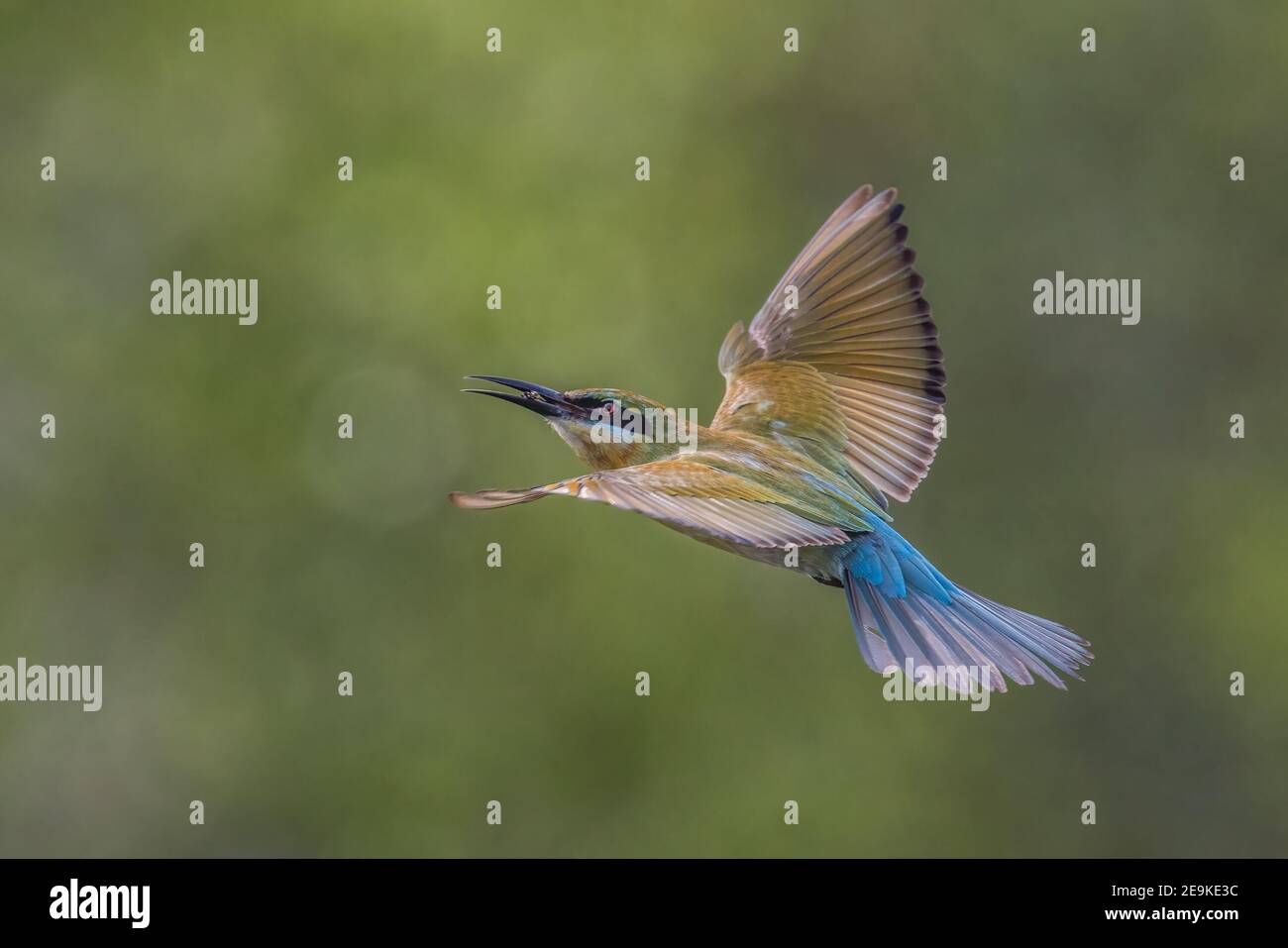Apiculture à queue bleue avec abeille en vol à la bouche - Merops phippinus Banque D'Images