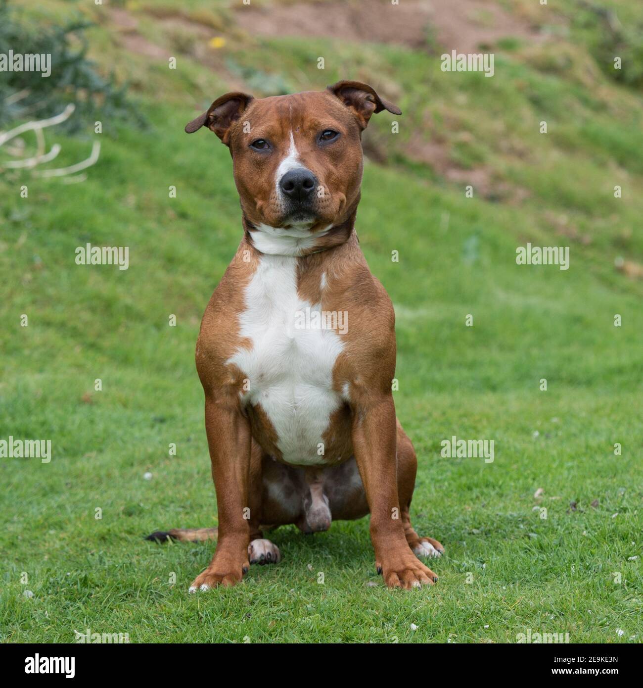 staffordshire bull terrier, chien américain stafford Banque D'Images