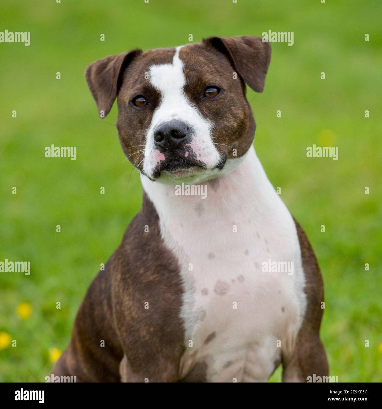 American bully Banque D'Images