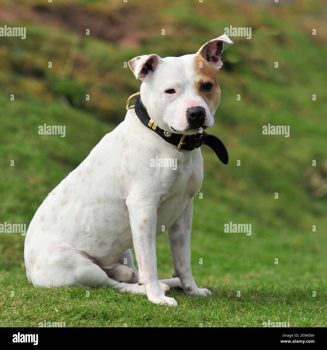 Staffordshire Bull Terrier dog Banque D'Images