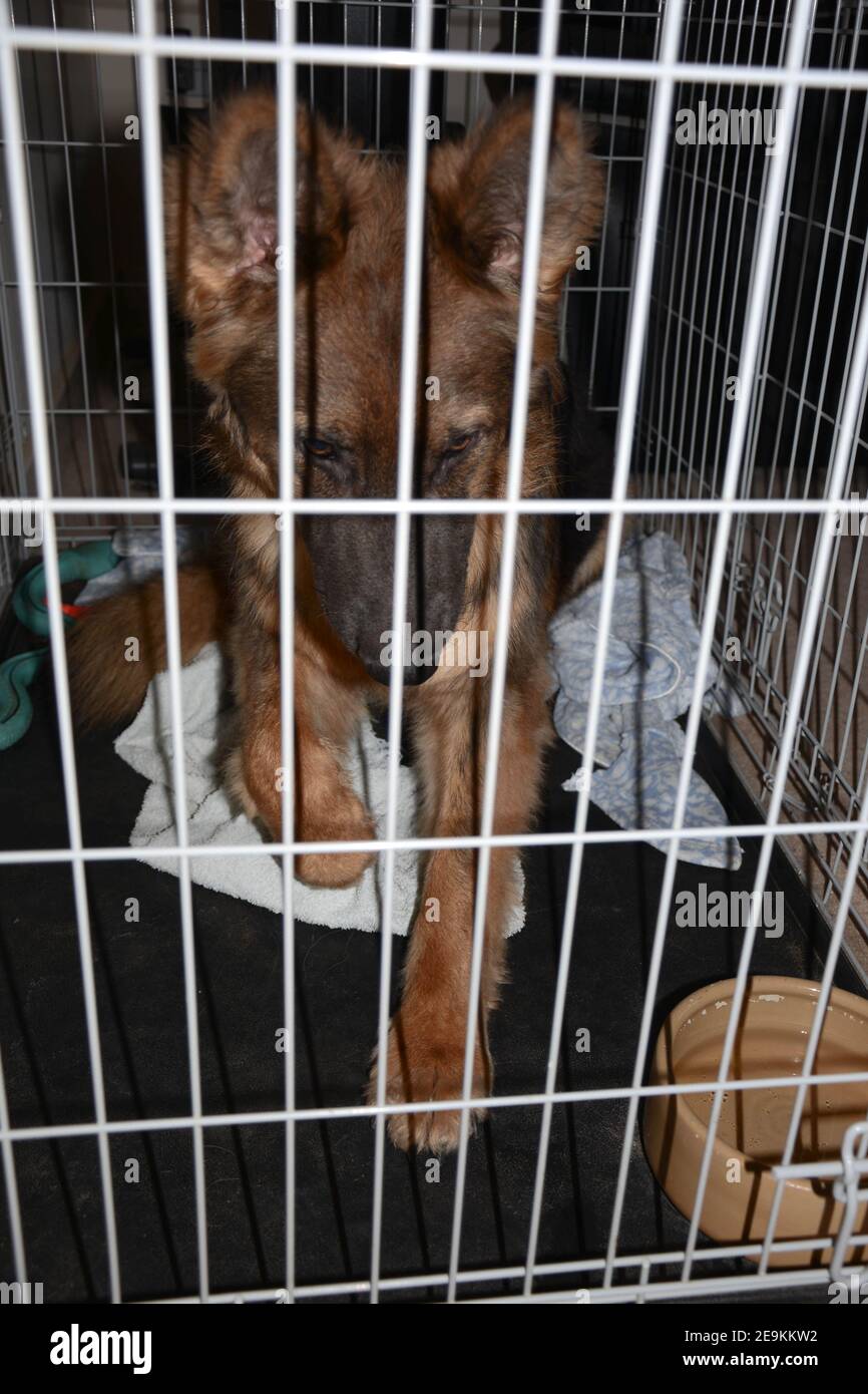 Berger allemand (alsacien) allongé dans une cage pour chiens Banque D'Images