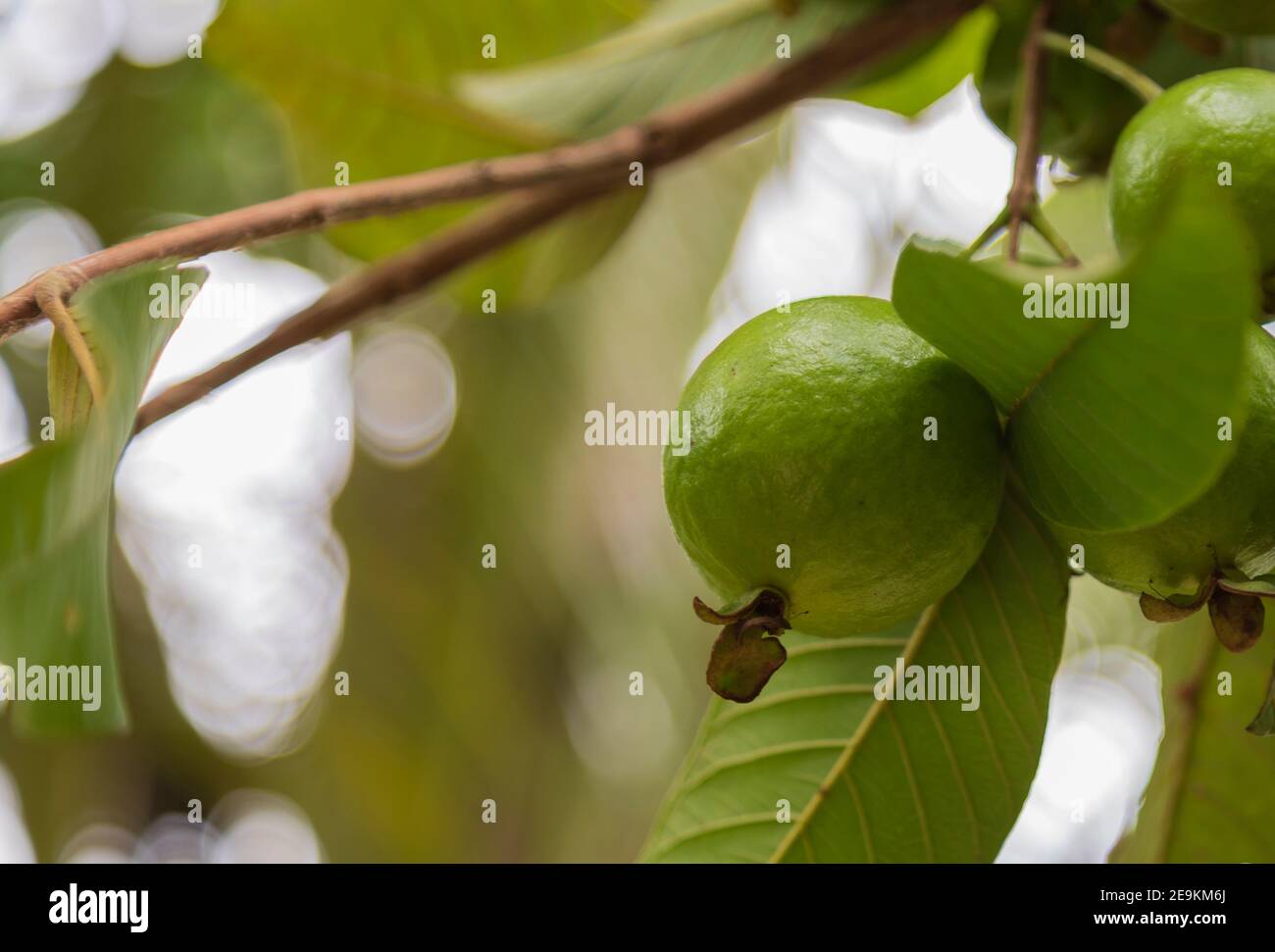 Petits guavas verts entourés de feuilles vertes Banque D'Images