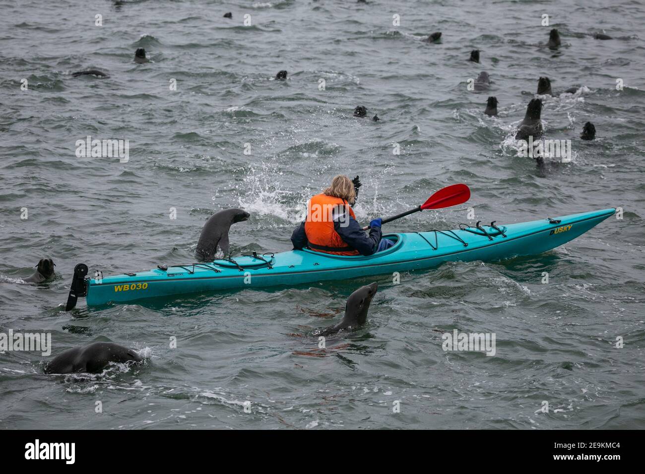 La dame qui fait du kayak parmi les phoques à fourrure du cap dans la baie de Valwis en Namibie. Banque D'Images