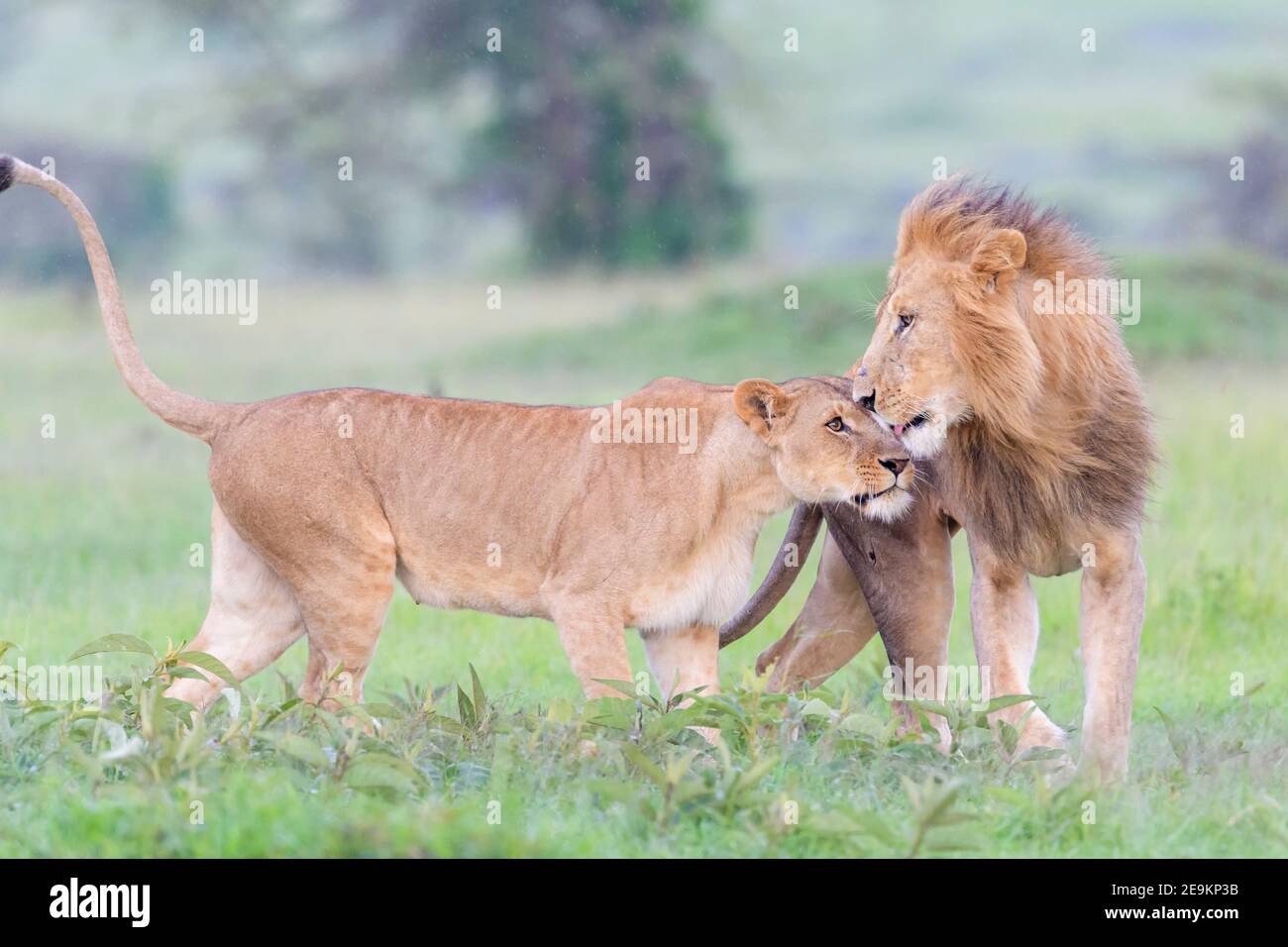 La lionne (Panthera leo) salue le lion masculin sur la savane, réserve nationale de Masai Mara, Kenya. Banque D'Images