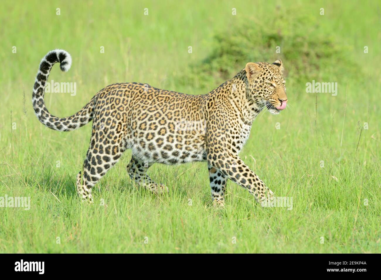 Léopard (Panthera pardus) marchant dans l'herbe, avec le ventre plein et léchant après avoir mangé des proies, réserve nationale de Masai Mara, Kenya, Afrique Banque D'Images