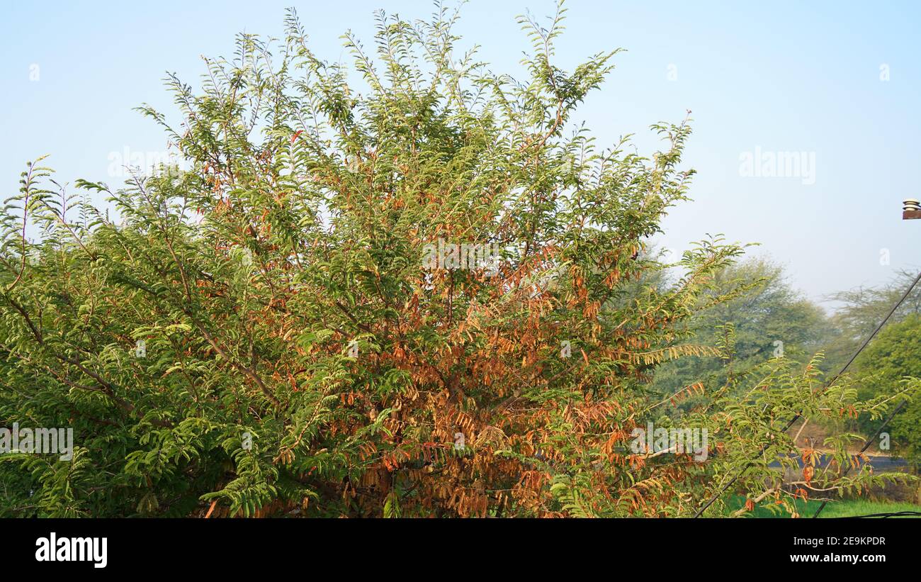 Tamarindus Indica Banque D Image Et Photos Alamy