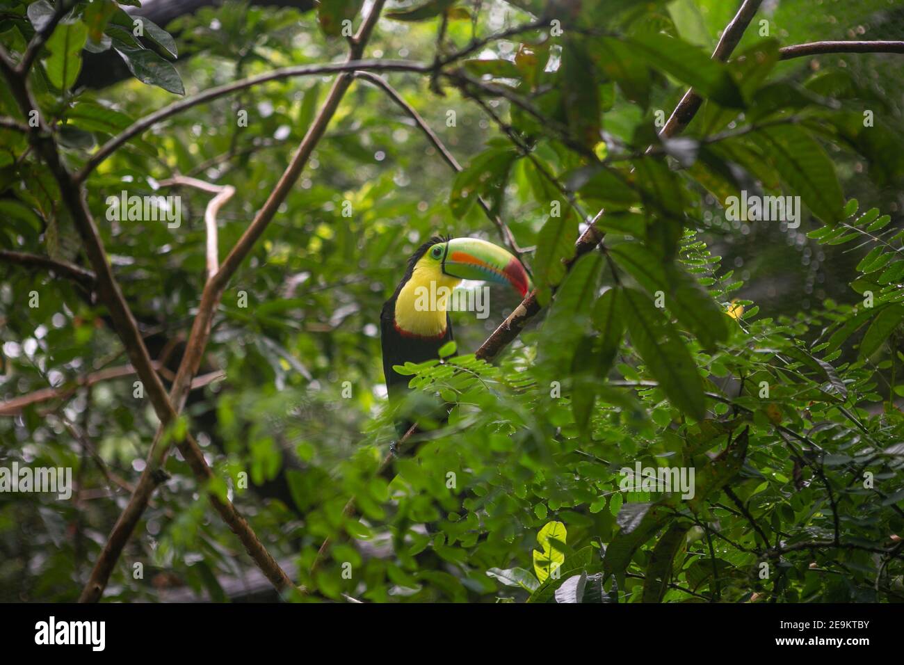 Toucan reposant sur une branche d'arbre dans une réserve naturelle Au Costa Rica Banque D'Images