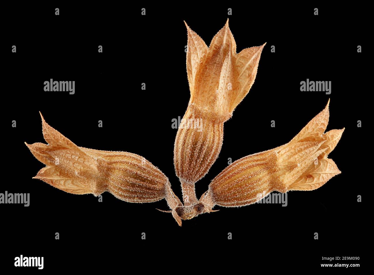 Dracocephalum moldavica, dragonhead moldave, Türkischer Drachenkopf, gros plan, calyces avec graines (nutlets) à l'intérieur Banque D'Images