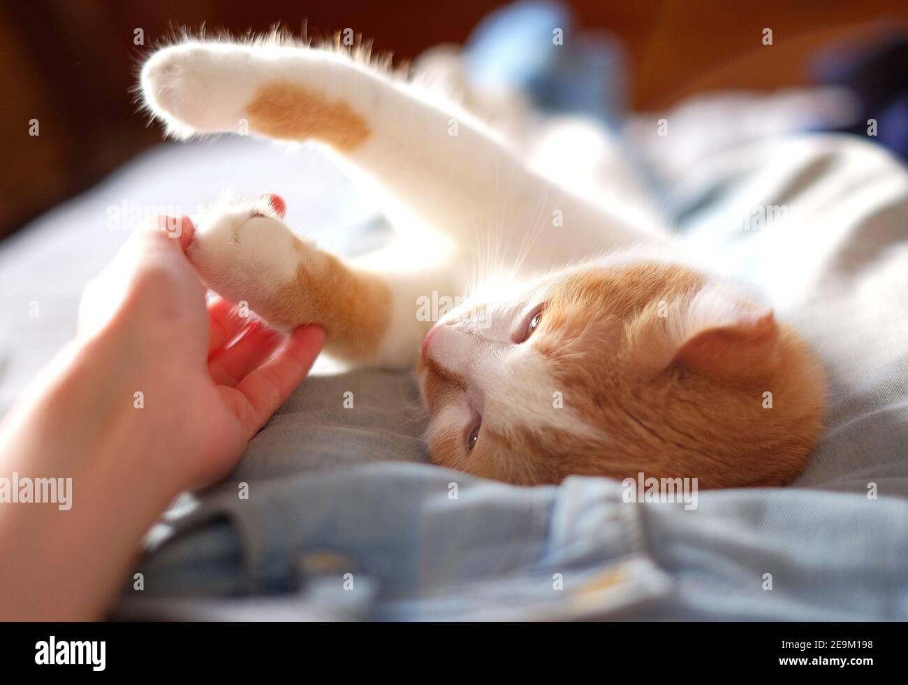 chat orange et blanc mignon touchant la main humaine. Banque D'Images