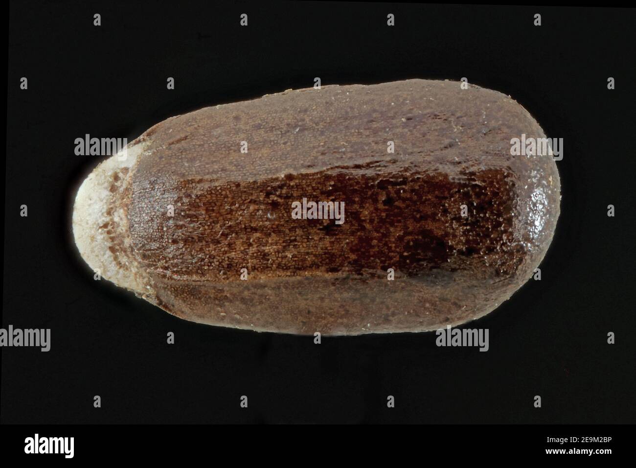 Lavandula angustifolia, lavande véritable, Echter Lavendel, gros plan, graine (nutlet), 2 mm de long Banque D'Images