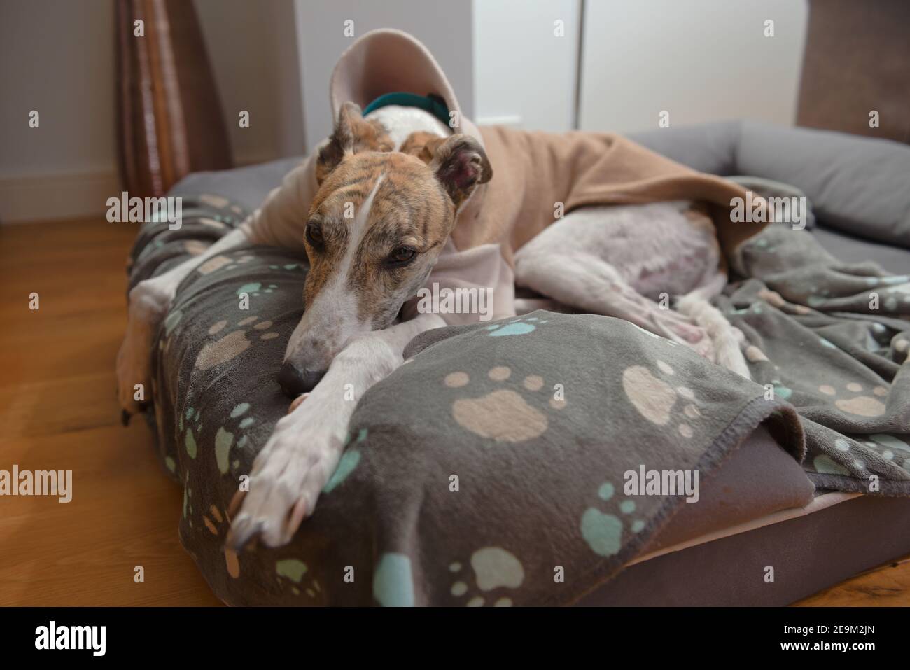 Image grand angle d'un grand chien greyhound portant un pyjama. La fourrure blanche et brinise s'accorde bien avec le jeu de couleurs bleu sarcelle et orange. Banque D'Images