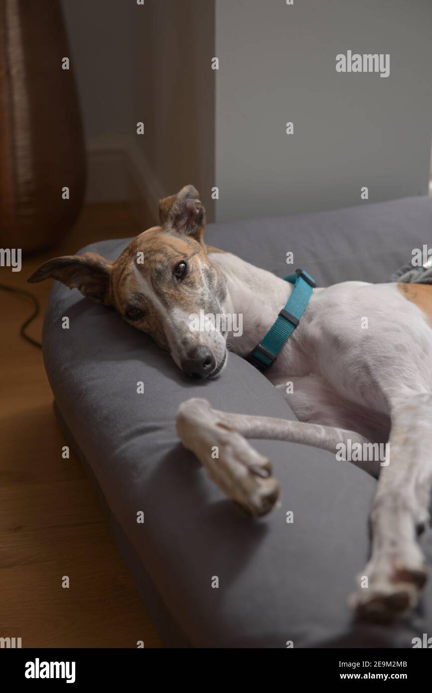 Adoptée Greyhound pose et regarde la caméra comme elle se trouve sur son lit. Les yeux bruns saisissants brillent dans la lumière de la lampe. Intérieur moderne. Banque D'Images