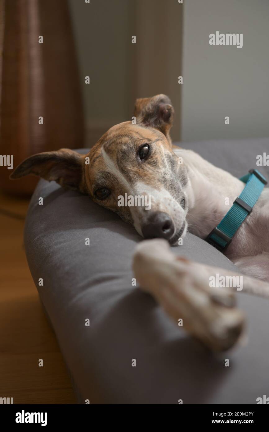 Les grandes oreilles de Greyhound d'animal de compagnie flop alors qu'elle se trouve sur son côté dans un confortable lit rembourré pour chien. Image verticale avec un ton intérieur chaleureux, réglage domestique. Banque D'Images