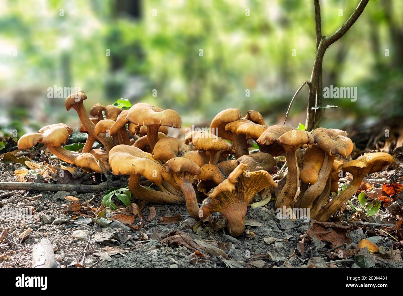 Omphalotus olearius, communément connu sous le nom de champignon Jack-o-lanterne, est un champignon à volants orange toxique. , une photo enrarante Banque D'Images