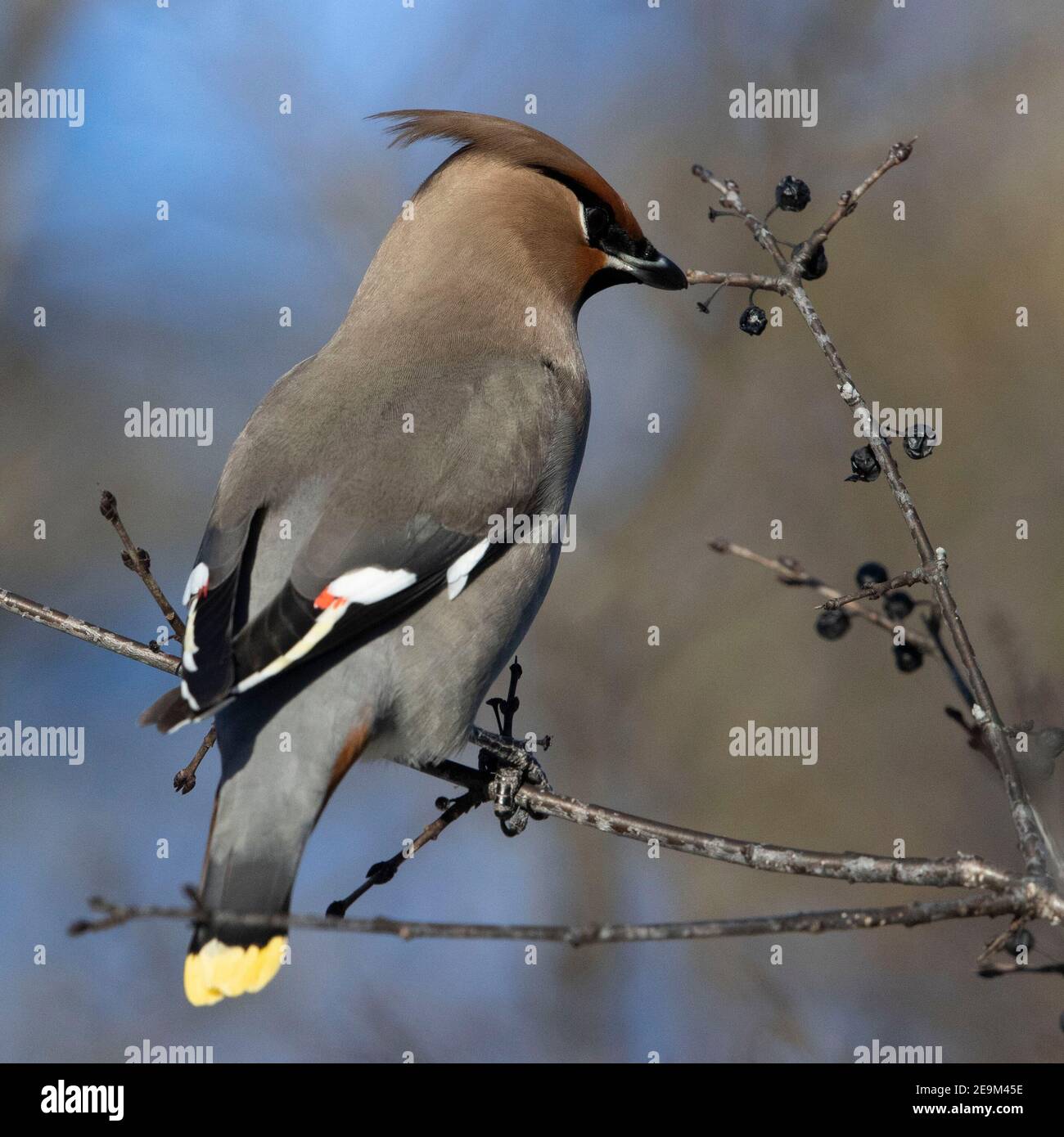 Un cirage bohème (Bombycilla garrulus) nourrissant en hiver un arbre. Banque D'Images