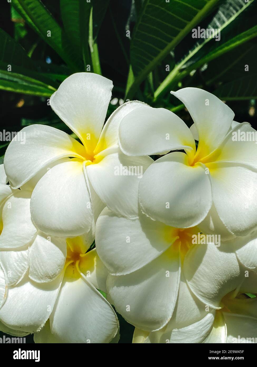 Un gros plan d'une fleur tropicale blanche de frangipani, une fleur  parfumée pour créer une atmosphère de détente et de plaisir. Photo sur fond  naturel Photo Stock - Alamy