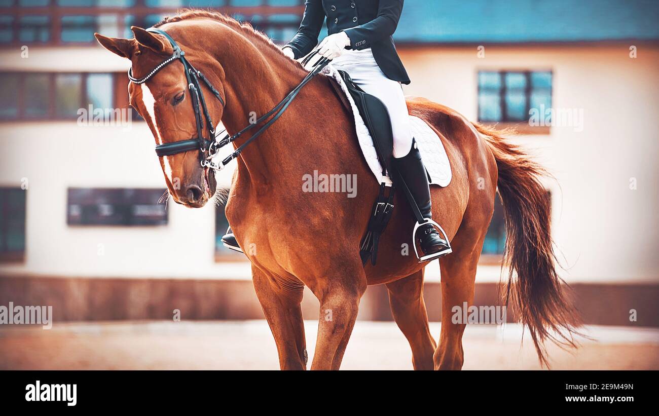 Un beau cheval de sport de sorrel avec une longue queue et un cavalier assis dans la selle, s'entraîne avant la compétition. Sports équestres. Équitation. Banque D'Images