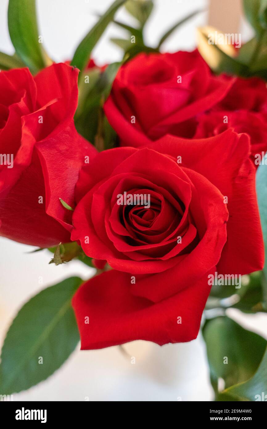 Roses rouges en fleurs Banque D'Images