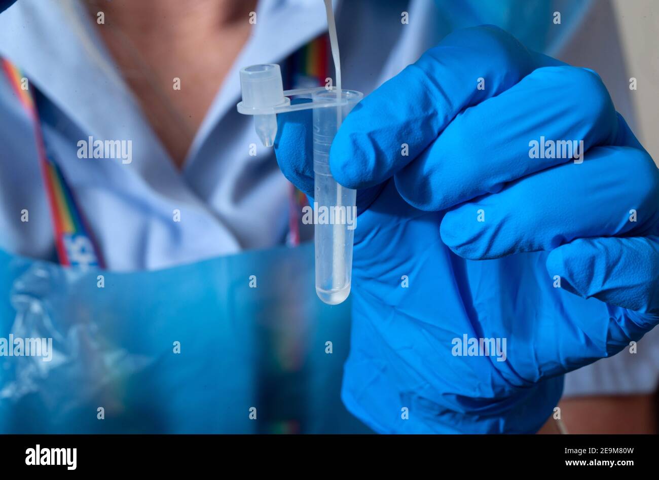 TEST qualitatif rapide DE l'antigène Innova SARS-CoV-2. Un écouvillon est plongé dans la solution d'extraction lors d'un test rapide pour Covid-19. Banque D'Images