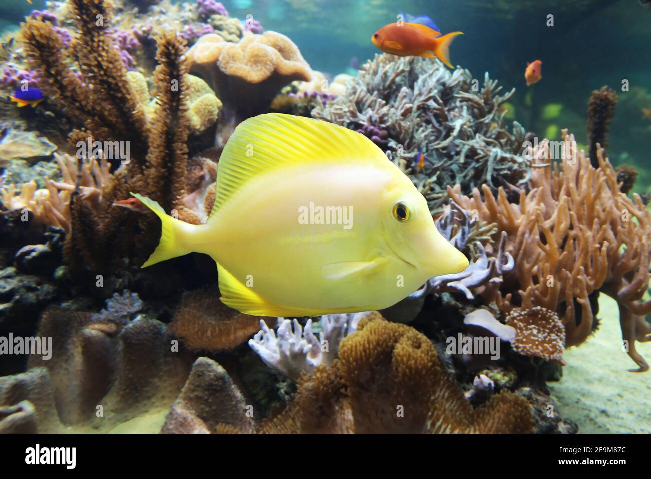 Zebrasoma flavescens tang (jaune) Banque D'Images