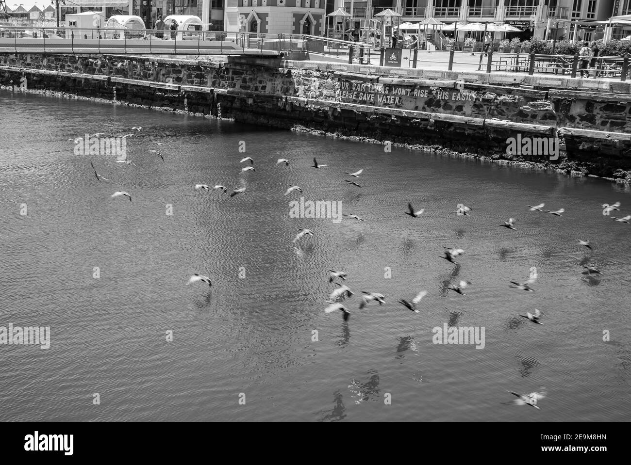 Front de mer- Cape Town, Afrique du Sud - 03-02-2021 Photographie noir et blanc d'un troupeau d'oiseaux qui s'envolent majestueusement sous un pont traversant. Banque D'Images