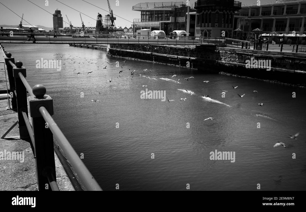 Front de mer- Cape Town, Afrique du Sud - 03-02-2021 Photographie noir et blanc d'un troupeau d'oiseaux qui s'envolent majestueusement sous un pont traversant. Banque D'Images
