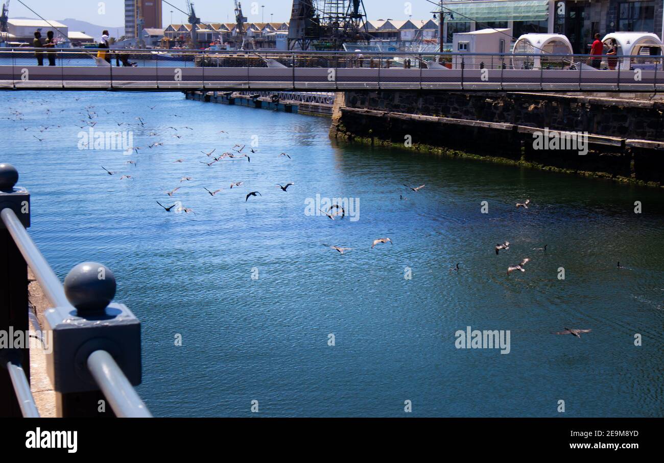 Front de mer- Cape Town, Afrique du Sud - 03-02-2021 photo créative d'un troupeau d'oiseaux qui s'envolent majestueusement sous le pont traversant le front de mer. Banque D'Images