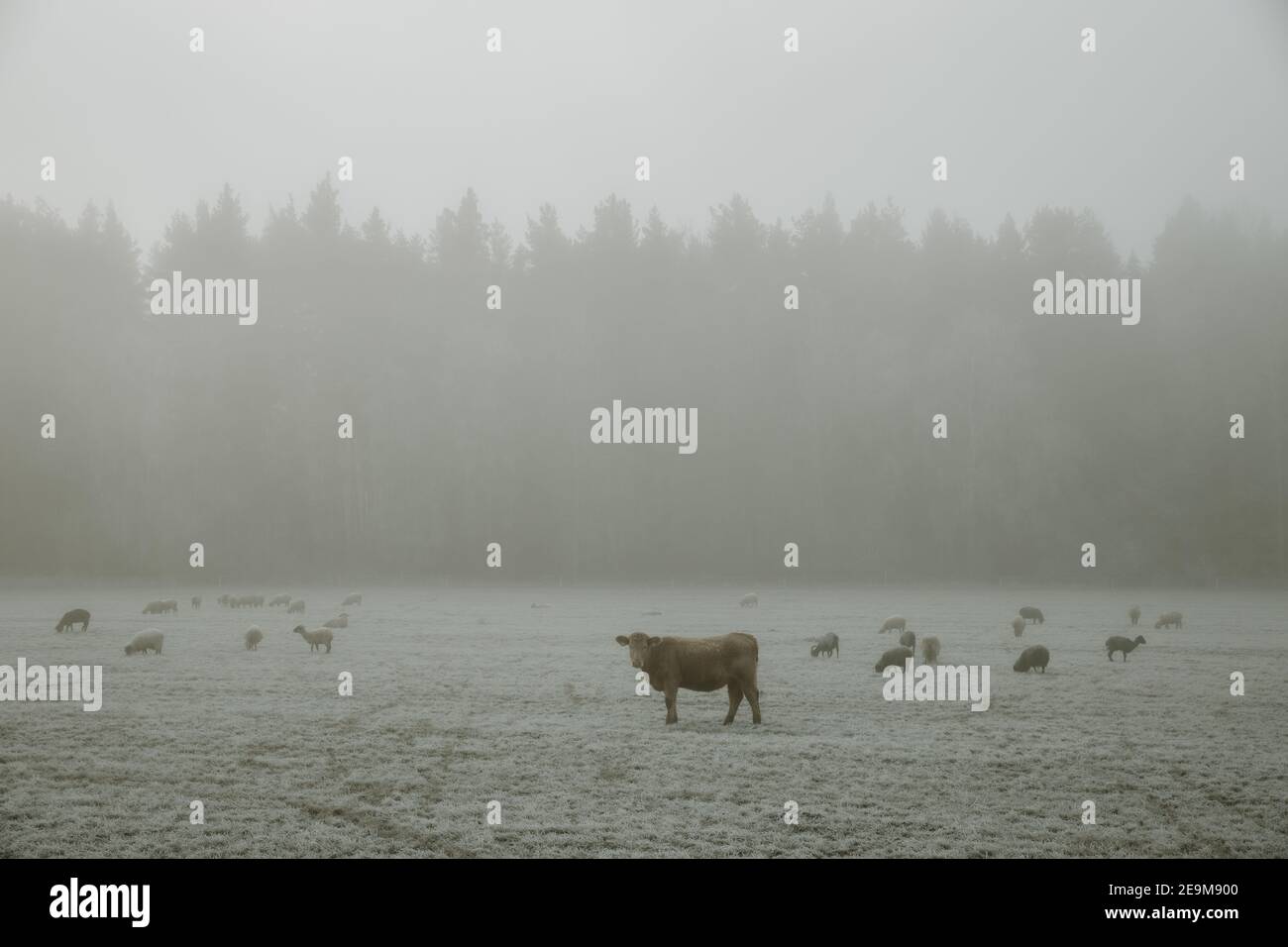 Une vache debout et étrignante dans un troupeau de moutons de pâturage sur les champs couverts de givre pendant la matinée brumeuse Banque D'Images