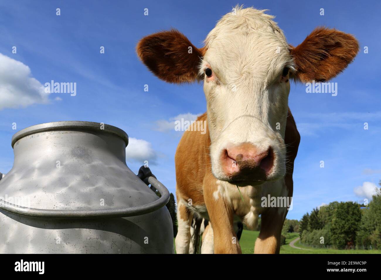 Image symbole: Vache Simmental sur la prairie, au premier plan une laitette (Bavière Allemagne) Banque D'Images